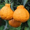 Egrow 20 Pcs / Pack Orange Seeds Ugli Fruit Arbres Organiques Pour La Maison Jardin Plante