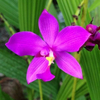 Egrow 20 Pcs / Pack Orchid Seeds Spathoglottis Tongue Flower Bonsai for Home Garden Plant