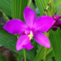 Egrow 20 Pcs / Pack Orchid Seeds Spathoglottis Tongue Flower Bonsai for Home Garden Plant