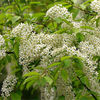 Egrow 20 Pcs / Pack Prunus Graines Prunus Padus Arbre Semente Plante Padus Racemosa