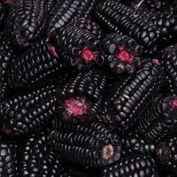 Egrow 20 Pcs / Pack Purple Corn Seeds Non-GMO Organic Corn Vegetables for Home Garden Plants