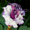 Egrow 20 Pcs / Pack Purple Mandala Seeds Moonflower Bonsai Exotic Fragrant Flower for Home Garden Plant