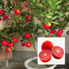 Egrow 20 Pcs / Pack Rouge Couleur Citronnelle Graines Drawf Arbre Bonsa Organique Fruits Graine Maison Jardin Plantes