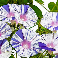 Egrow 20 Pcs / Pack Venise Bleu Matin Glory Graines Accueil Jardin Décoration Graines De Fleurs