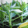 Egrow 20 Pcs / Paquet Graines De Chou Fleur Kale Bonsa Bio Légumes Bonsais Plante De Jardin