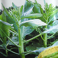 Egrow 20 Pcs / Paquet Graines De Chou Fleur Kale Bonsa Bio Légumes Bonsais Plante De Jardin