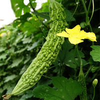 Egrow 20 pcs / Sac Bitter Melon Graines Vierge Sementes Long Balsam Poire Graines Dété Jardin Terrasse En Pot Légum
