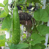 Egrow 20 Pcs / Sac Bouteille Gourde Graines Drôle de Légumes à La Ferme comme Mini Outil Grand Vin Gourd Cuillère Graine