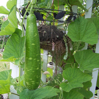 Egrow 20 Pcs / Sac Bouteille Gourde Graines Drôle de Légumes à La Ferme comme Mini Outil Grand Vin Gourd Cuillère Graine
