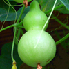 Egrow 20 pcs / Sac Bouteille Graines De Gourde Annuelle Maison Jardin Belle Graines De Plantes Décoratives Vert Saine Gr