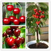 Egrow 20 Pcs / Sac Graines de Cerisie Domestique Intérieur Fruits Bonsa s Nain Cerisier Semences Plantation