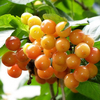 Egrow 20 Pcs / Sac Jaune Cerise Graines Balcon Jardin Fruits Bonsa En Pot Graines De Plantes Vert Bonsa Cerise Fruits