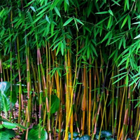 Egrow 20 Pcs / Sac Noir Bambou Graines Rare Géant Noir Moso Bambou Bambu Graines Professionnel Pack Bambusa Lako Arbre G