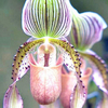 Egrow 20 pcs / Sac Nouveau Sementes Rare Orchidée Graines Fleur Orchidée Graines Pour La Maison Jardin Plantes