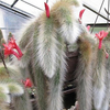 Egrow 20 Pcs / Sac Plantes Succulentes Graines Limitée Sementes Cactus Hildewintera Colademononis Plantes Graines