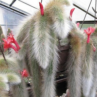 Egrow 20 Pcs / Sac Plantes Succulentes Graines Limitée Sementes Cactus Hildewintera Colademononis Plantes Graines