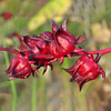 Egrow 20 Pcs / Sac Roselle Graines Hibiscus Sabdariffa Chinois Herb Fleur Bonsa Plantes Bricolage Jardin Graines