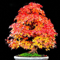 Egrow 20 Pcs / Sac Rouge Érable Graines Mini Belle Japonais Rouge Érable Bonsa Graines DIY Bonsa Frais Érable Graines