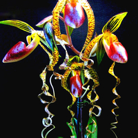 Egrow 20 pcs / Sac Sementes Orchidée Graines Rare Fleur Orchidée Graines Pour La Maison Jardin Plantes