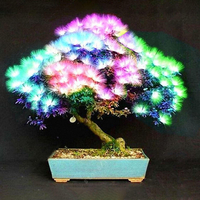 Egrow 20 Pcs Acacia Arbre Graines Colorful Albizia Julibrissin Arbre Graine Dintérieur Bonsa Plantation dArbr