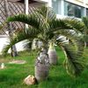 Egrow 20 Pcs Graine de Plante Exotique Bouteille Palm Graines Bonsa Tropical Ornement Arbre Plantes Graines Jardin Balc