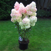 Egrow 20 Pcs Hortensia Fleur Graine Vanille Fraises Graines Pour La Maison En Plein Air Plantation Bonsa 