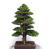 Egrow 20 pcs Japonais Cèdre Semillas Bonsa Graines Rare Arbre Graines pour la Maison Jardin Plantation
