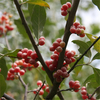 Egrow 20 pièces / paquet Elaeagnus ombelle arbre graines Elaeagnus ombelle Semente plante automne Elaeagnus arbre