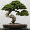 Egrow 20 pièces / paquet graines de Juniperus feuillage frais plante en pot bonsa fête de mariage centre commercial déc