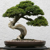 Egrow 20 pièces / paquet graines de Juniperus feuillage frais plante en pot bonsa fête de mariage centre commercial déc