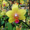 Egrow 200 pcs / Bag Phalaenopsis Rare Orchidée Graines Bonsa Plantes Fleurs Graines Pour La Maison Jardin Plantes