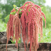 Egrow 200 Pcs / Pack Amaranthus Graines Jardin Maison Corail Fontaine Décoration Plantes Fleurs Graines