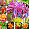Egrow 200 Pcs / Pack Bromeliad Cactus Graines Bromeliad Cactus Rare Colorful Fleur Cour Succulente Fleur Pour La Maison