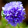 Egrow 200 Pcs / Pack Graines de Bleuet Graine de Salicaire Lythrum Bonsai pour Plante de Jardin