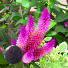Egrow 200 Pcs / Pack Graines Pourpre Pour Flamingo Pourpre Cockscomb Plantas Bonsa Fleur Flores Plantes En Pot pour Jar