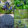 Egrow 200 Pcs / Pack Lonicera Caerulea Graines de Fruits Maison Jardin Plantes Miel Myrtilles Graines