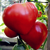 Egrow 200 Pcs / Pack Mixte Variété Graines De Tomate Tomate Fruits Légumes Veggie Alimentaire Jardin Plantes