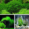 Egrow 200 PCS / Pack Mousse Vivante Plantes Aquatiques Graines Aquarium Eau Herbe Bonsa Fleur Paysage Décoration Orneme