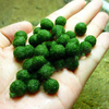 Egrow 200 PCS / Pack Plantes Aquatiques Graines Eau Mixte Herbe Plantes Aquarium Fish Tank Herbe Aquarium Mousse Plante