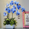 Egrow 200 PCS / Pack Rare Bonsai Fleur Bleu Papillon Orchidée Plante Jardin Phalaenopsis Orchidées Graines