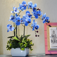 Egrow 200 PCS / Pack Rare Bonsai Fleur Bleu Papillon Orchidée Plante Jardin Phalaenopsis Orchidées Graines