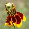 Egrow 200 Pcs / Pack Rudbeckia Laciniata Graines En Plein Air Rudbeckia Hybrida Herbe Fleurs Plantation