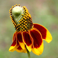 Egrow 200 Pcs / Pack Rudbeckia Laciniata Graines En Plein Air Rudbeckia Hybrida Herbe Fleurs Plantation