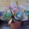 Egrow 200 Pcs / Pack Succulent Seeds Aloe Bonsai Flower for Home Garden Plant