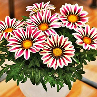 Egrow 200 Pcs / Sac Gazania Rigens Graines Semillas Gazania Splendens Chrysanthème Graines Fleurs Graines pour Bonsai Ja