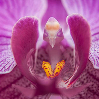 Egrow 200 pcs / Sac Phalaenopsis Orchidée Graines Orchidée Bonsa Plantes Fleurs Graines Pour La Maison Jardin Plantes