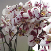 Egrow 200 pcs / Sac Phalaenopsis Orchidée Graines Rare Bonsa Plantes Fleurs Graines Pour La Maison Jardin Plantes
