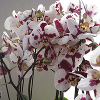 Egrow 200 pcs / Sac Phalaenopsis Orchidée Graines Rare Bonsa Plantes Fleurs Graines Pour La Maison Jardin Plantes