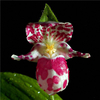 Egrow 200 pcs / Sac Rare Orchidée Bonsa Graines de Plantes Croissance Naturelle Graines de Fleurs pour la Maison Jardin