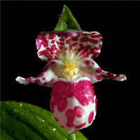 Egrow 200 pcs / Sac Rare Orchidée Bonsa Graines de Plantes Croissance Naturelle Graines de Fleurs pour la Maison Jardin